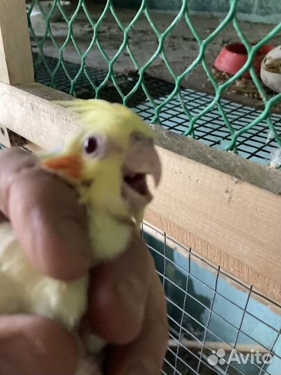 Карэлы молоденькие