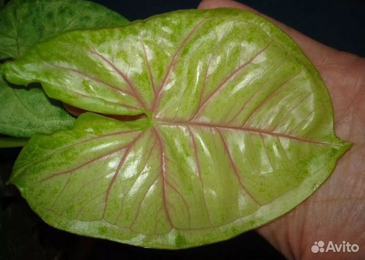 Комнатные растения цветы Сингониум