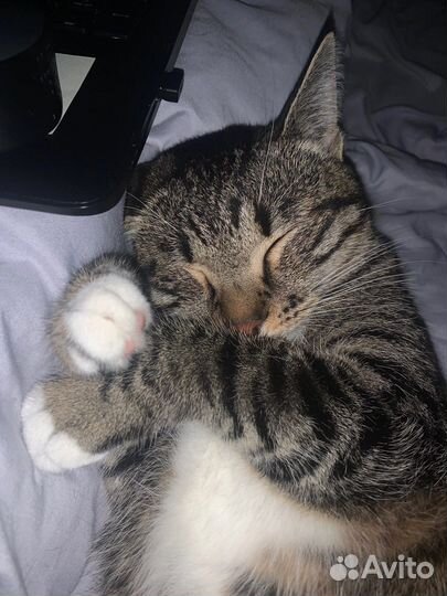 Кошка в дар