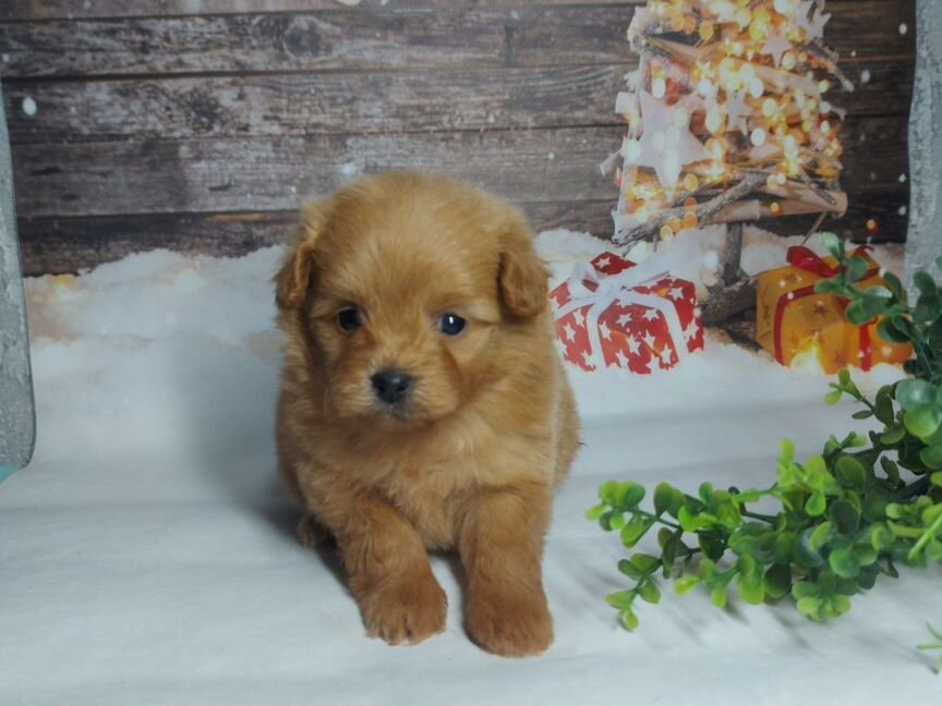 Щенки дизайнерской породы помапу pomapoo