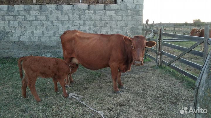 Корова дойная с теленком