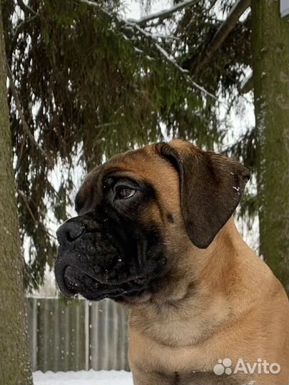 Бульмастиф