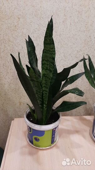 Сансевиерия