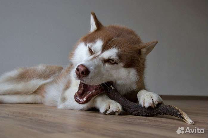 Рога оленя для собак