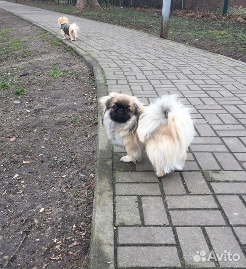 Вязка пекинес