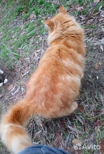 Кот кастрирован в добрые руки