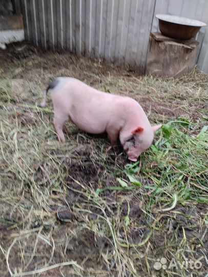 Вьетнамские поросята