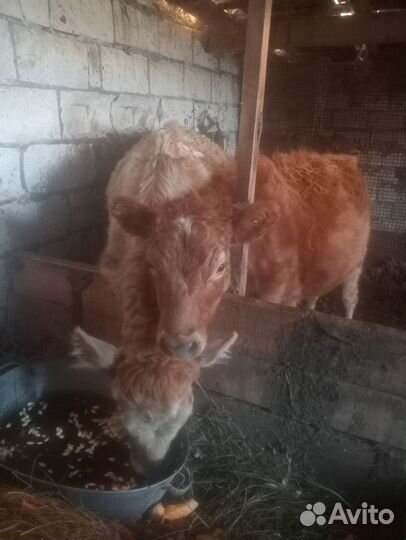 Телочки по 8 месяцев