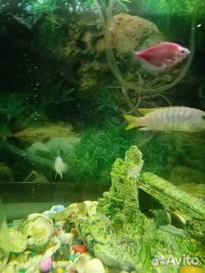 Голубая зебра