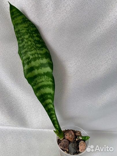 Сансевиерии