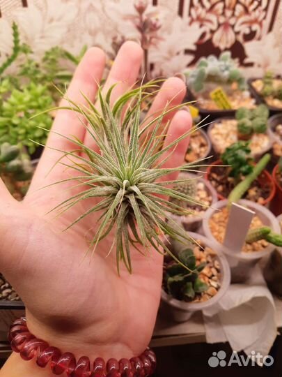 Тилландсия атмосферная