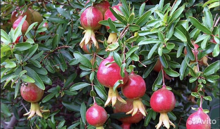 Черенок граната