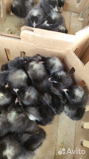 Суточный петушок Доминант (Dominant)