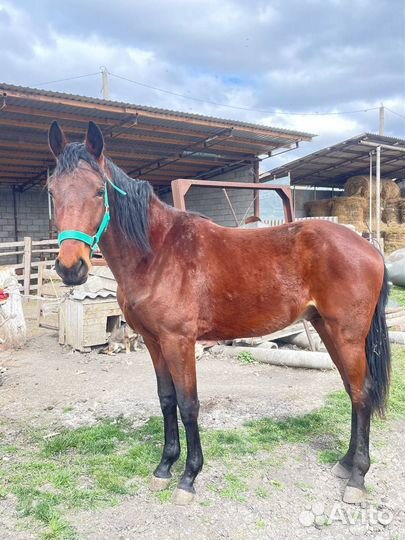 Полукровный жеребчик