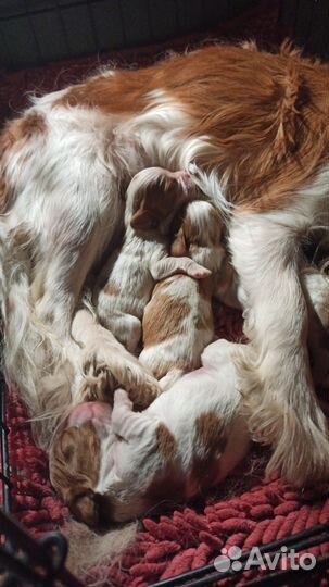 Милые кавалерчики