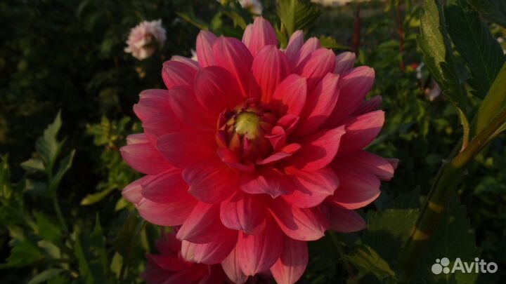 Клубни георгин