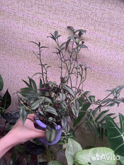 Традесканция