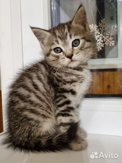 Кошка