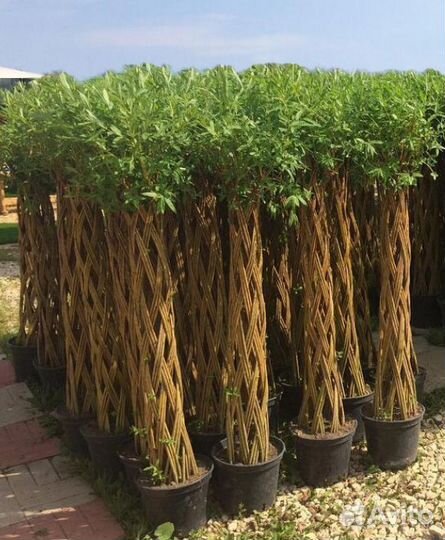 Плетеные деревья