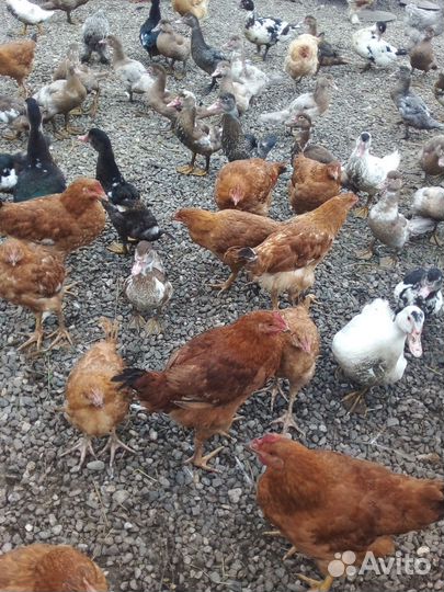 Цветной бройлер петухи и индоутки