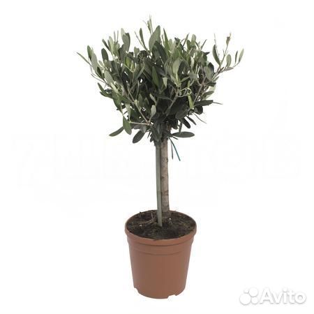 Стильные растения