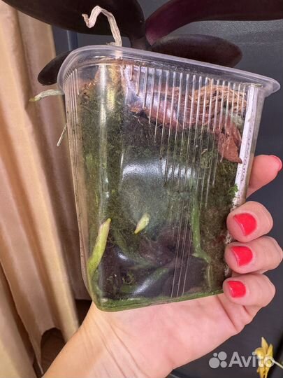 С цветоносом. Stuartiana Sogo. Орхидея