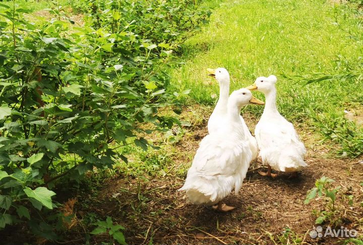 Пекинская утка