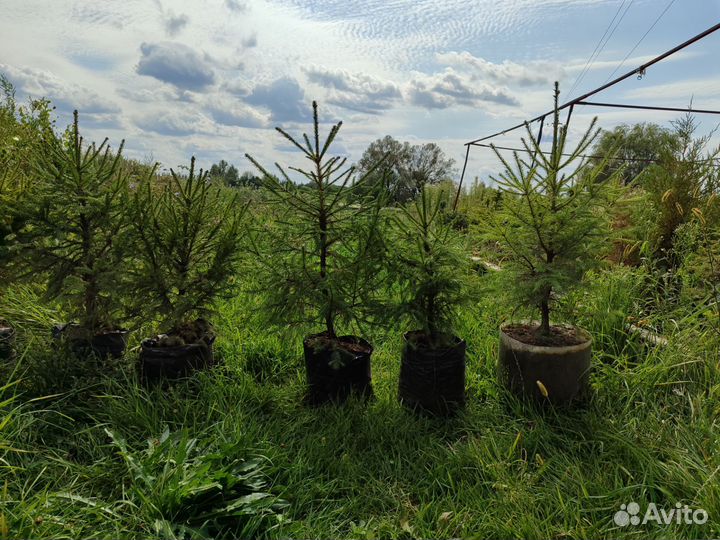 Ель зелёная обыкновенная