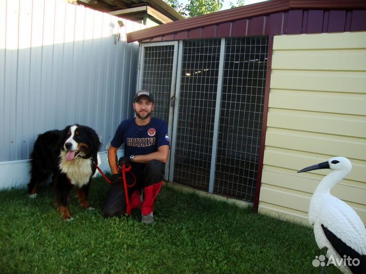 Передержка собак (гостиница для собак)