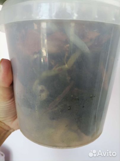 Орхидеи цветущие