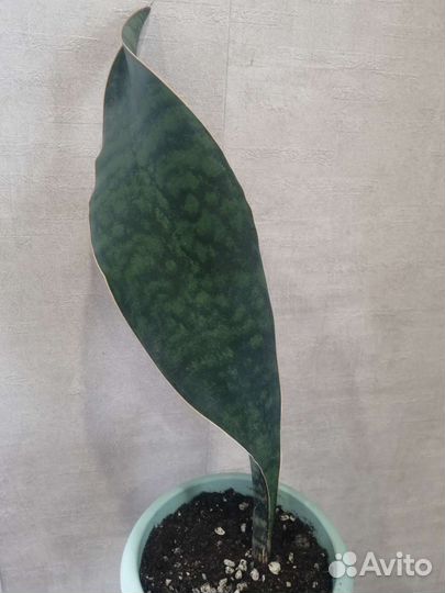 Сансевиерия массониана Виктория