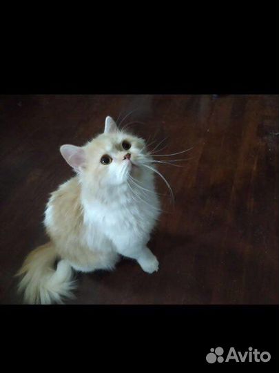 Кот в добрые руки