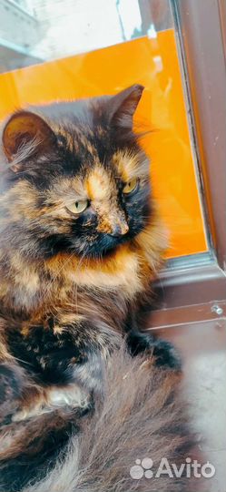 Домашняя кошка брошена у магазина
