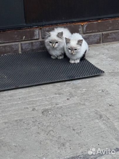 Котята