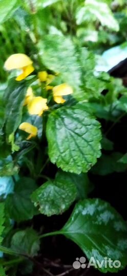 Яснотка Зеленчуковая желтая