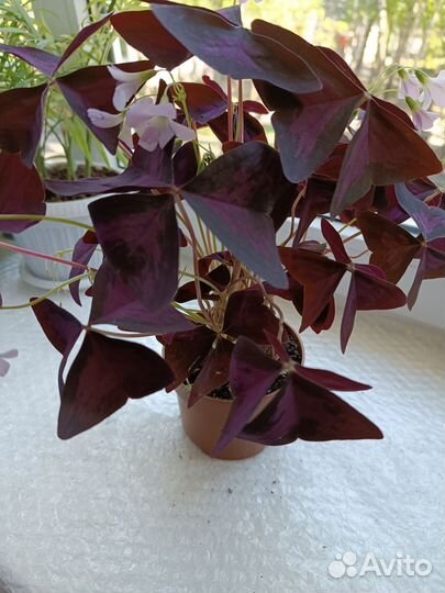 Оксалис(кислица)