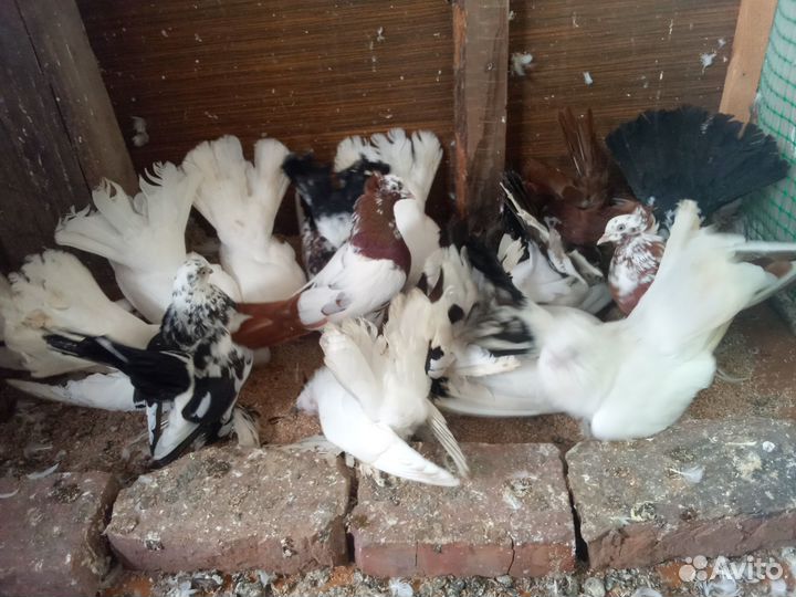 Голуби оптом. Цена указана за всех