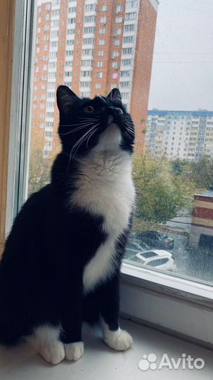 В добрые руки