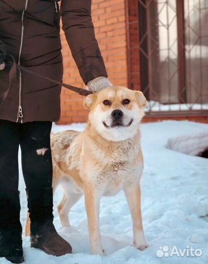 Золотой пес ищет дом, помесь с сиб-ину