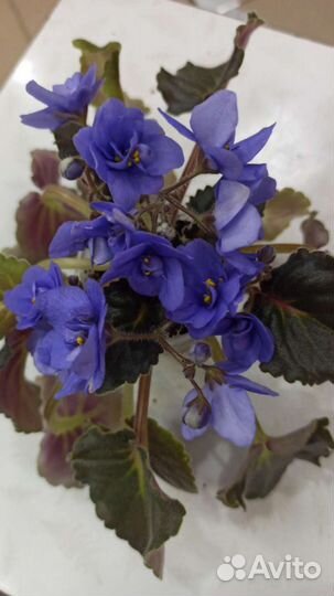 Сортовые фиалки