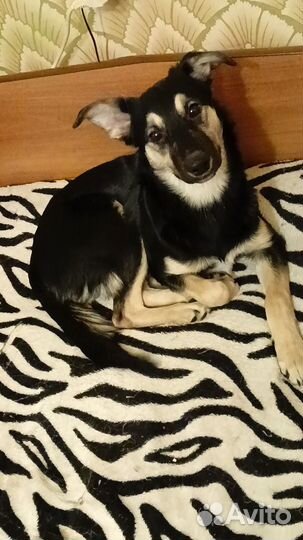 Отдам в добрые руки