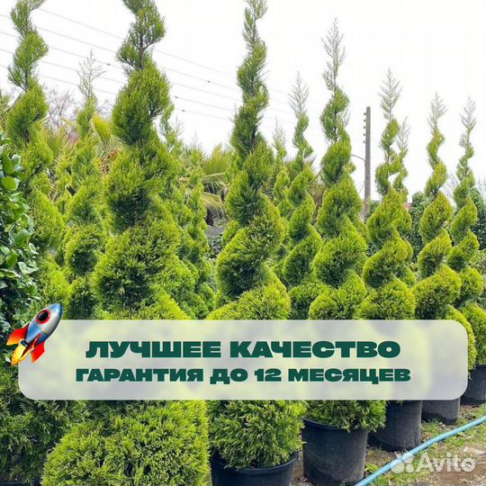 Туя смарагд 130 см