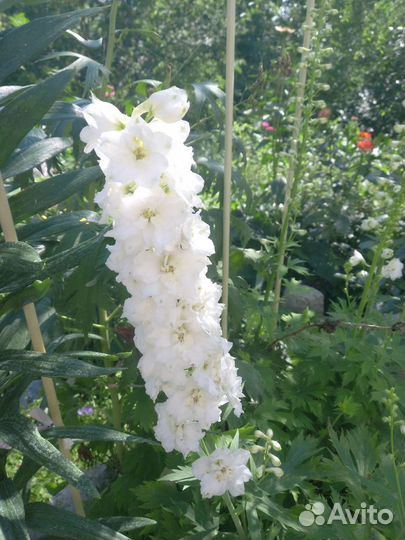 Дельфиниум,платикодон,хризантемы