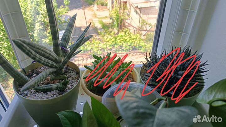 Суккуленты разные