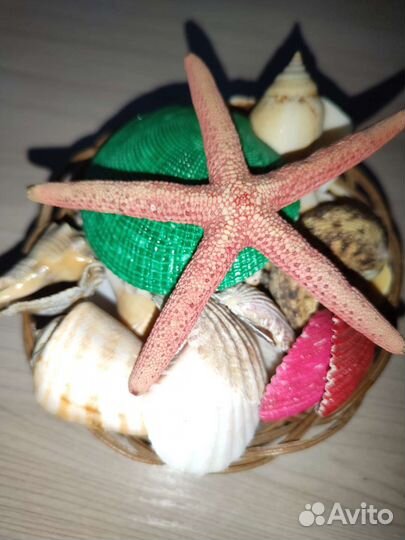 Ракушка морская