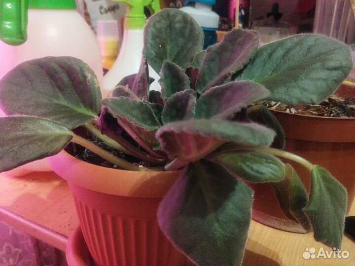 Цветущие комнатные цветы