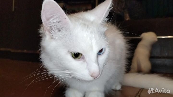 Котята в добрые руки бесплатно