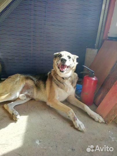 В добрые руки