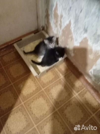 Кошки в добрые руки бесплатно