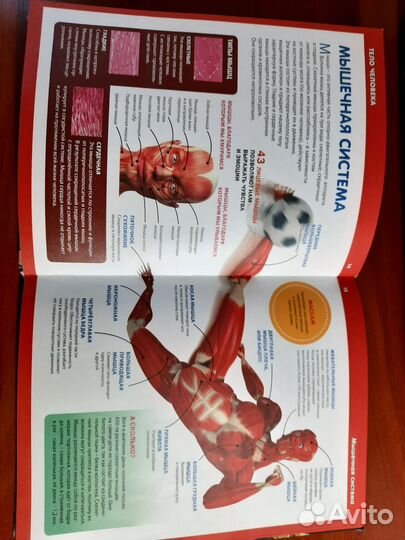 Книга тело человека